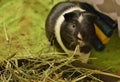 Cute Guinea Pig Eating Hay Grass Food in Home Cage PlayPen Royalty Free Stock Photo