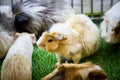 A cute guinea pig eating a meal Royalty Free Stock Photo