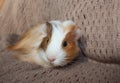 Cute guinea pig fluffy baby rodent pets