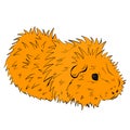 Cute Guinea Pig or Guineapig Pet Cartoon Illustration in Vector