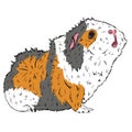 Cute Guinea Pig or Guineapig Pet Cartoon Illustration in Vector Royalty Free Stock Photo