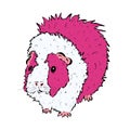 Cute Guinea Pig or Guineapig Pet Cartoon Illustration in Vector