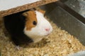 Cute guinea pig in its enclosure, looking at camera. Close up Royalty Free Stock Photo