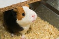 Cute guinea pig in its enclosure, looking at camera. Close up Royalty Free Stock Photo