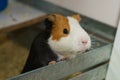 Cute guinea pig in its enclosure, looking at camera. Close up Royalty Free Stock Photo