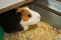 Cute guinea pig in its enclosure, looking at camera. Close up Royalty Free Stock Photo