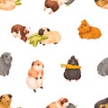 Cute guinea pig pattern. Seamless animal background with funny cavy pet, kawaii baby rodent character. Endless repeating