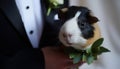 Cute guinea pig sitting outdoors, holding in human hand generated by AI Royalty Free Stock Photo