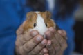 Cute GUINEA PIG smiling to camera Royalty Free Stock Photo