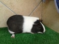 Cute Guinea pig with three colors