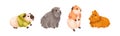 Cute guinea pigs set. Adorable funny fluffy rodent pets. Sweet amusing little cavies, baby animals. Kawaii lovely comic Royalty Free Stock Photo