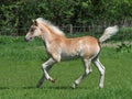 Cute Haflinger Foal Royalty Free Stock Photo