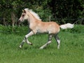 Cute Haflinger Foal Royalty Free Stock Photo