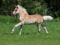 Cute Haflinger Foal Royalty Free Stock Photo