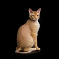 Haired Ginger Sphynx Cat on Isolated Black background