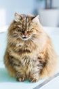 Cute siberian cat of livestock in relax in a garden, long haired brown mackerel