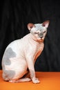 Cute hairless Canadian Sphynx cat on black and orange background
