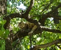 Cute hairy cat sitting on a green tree with leaves and resting on a sunny summer spring day Royalty Free Stock Photo