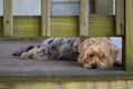 Cute Hairy Dog Laying On The Porch
