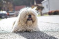 Cute Hairy Dog Laying On The Street