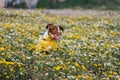 Cute Hairy Dog Running In The Flower Field On A Sunny Day