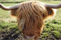 A cute hairy Scottish Highlands cow