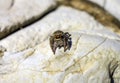 Cute hairy spider sitting in sunlight on a stone background