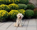 Cute hairy terrier mix dog sitting yawning on the pavement