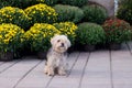 Cute hairy windblown terrier mix dog sitting on the pavement