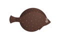 Cute Halibut Flounder Flatfish Vector Illustration Isolated On White Background Royalty Free Stock Photo