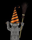 Cute halloween cat in funny hat with broom - isolated on black