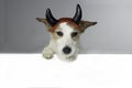 CUTE HALLOWEEN DEVIL JACK RUSSELL DOG, HOLDING A BLANK EMPTY BAN Royalty Free Stock Photo