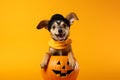 Cute Halloween puppy dog with jack-o-lantern pumpkin Royalty Free Stock Photo