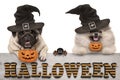 Cute halloween puppy dogs - pug and pomeranian spitz - with pumpkin candy basket for trick and treat, on wooden banner with text