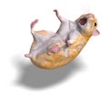 Cute hamster Royalty Free Stock Photo