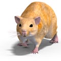 Cute hamster Royalty Free Stock Photo