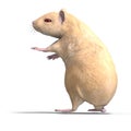 Cute hamster Royalty Free Stock Photo