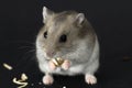 Cute Hamster Royalty Free Stock Photo