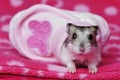 Cute hamster
