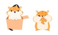 Cute Hamster Character with Stout Body Eating Cookie and Peeking from Cardboard Box Vector Set Royalty Free Stock Photo