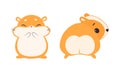 Cute Hamster Character with Stout Body Standing Front and Back Side Vector Set