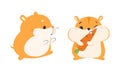 Cute Hamster Character with Stout Body Walking and Eating Carrot Vector Set Royalty Free Stock Photo