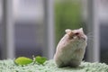Cute hamster Royalty Free Stock Photo