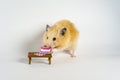 Cute hamster eating cake on white background