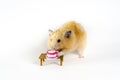 Cute hamster eating carrot on white background Royalty Free Stock Photo