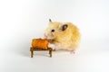 Cute hamster eating carrot on white background Royalty Free Stock Photo