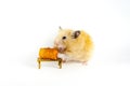 Cute hamster eating carrot on white background Royalty Free Stock Photo