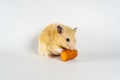 Cute hamster eating carrot on white background Royalty Free Stock Photo