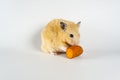 Cute hamster eating carrot on white background Royalty Free Stock Photo