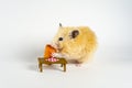 Cute hamster eating carrot on white background Royalty Free Stock Photo